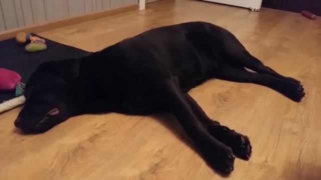 Лабрадор Соня спит без задних ног после выставки :) смотреть онлайн