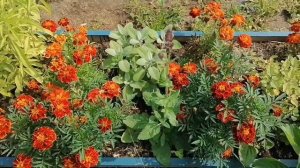 Пряные травы или чайная грядка на севере))