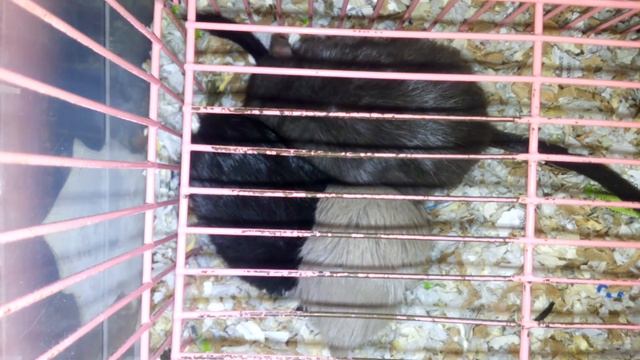 3 самочки охраняют сон малышей Песчанки Mouse