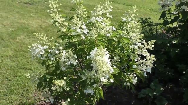 Гортензия метельчатая в саду -2019. Новые сорта гортензии метельчатой и как поживают долгожители? смотреть онлайн