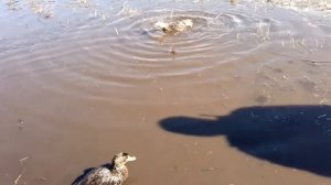 Вызаривание подсадных уток. Ногавка для подсадной утки, изготовление.