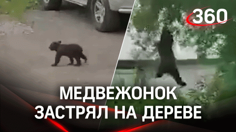 Спасли косолапого: медвежонок-сирота застрял на дереве и не мог спуститься