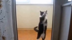 Коты  зажигают  в танце ! Танцующие коты.