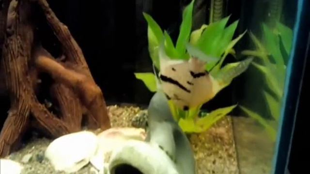 Бал маскарад в подводном царстве смотреть онлайн