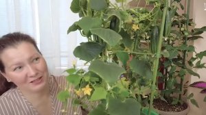 Ну как без зеленцов на Новый год! Подготовка к посадке огорода на подоконнике.
