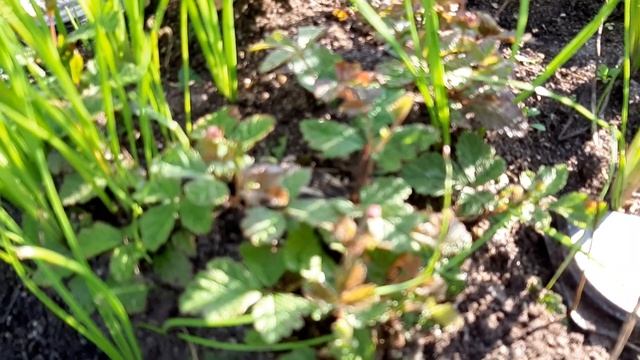 КНЯЖЕНИКА ПИТОМНИК.МУРАВЬИ,КАК ИЗБАВИТЬСЯ? Борная кислота. смотреть онлайн