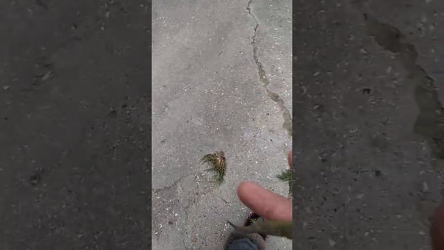 как приручить прыткую ящерицу смотреть онлайн