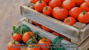Расскажем и покажем как сохранить помидоры долго свежими: интересные лайфхаки от опытных хозяев