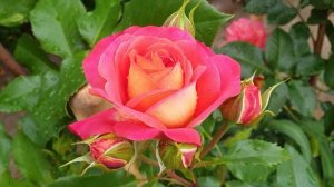 Роза флорибунда Sommersonne Летнее солнце