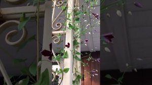 Sweet Summer Love Clemitas