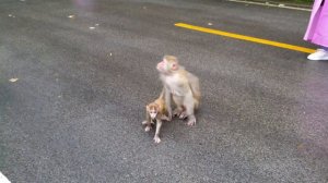 Китайские ДИКИЕ обезьяны | Поездка в Чжанцзяцзе