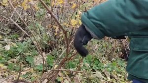 Обрезка винограда осенью