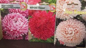 Подзимний посев астр.Нет суровой зимы-найдём выход.13.10.2019