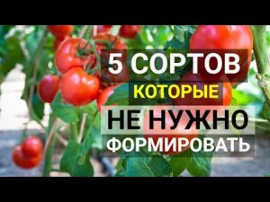 Томаты, которым не нужна формировка