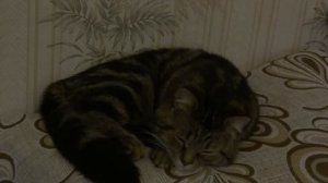 пукнул и спать