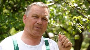 Почему осыпается завязь на плодовых деревьях