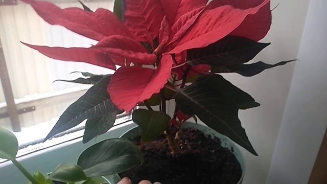 Пересадка Пуансеттии после покупки. смотреть онлайн