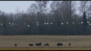 Лебеди-кликуны и зубры - Whooper swans and bisons.