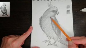 Рисуем попугая простым карандашом