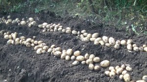 УРОЖАЙ КАРТОФЕЛЯ, ПОСАЖЕННОГО В "ГРЕБЕНЬ" ???