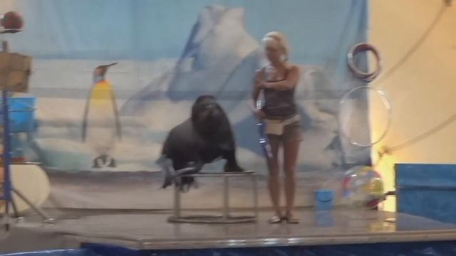 ДЕЛЬФИНАРИЙ В ТВЕРИ смотреть онлайн