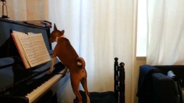 Поющая собака басенджи 2 смотреть онлайн