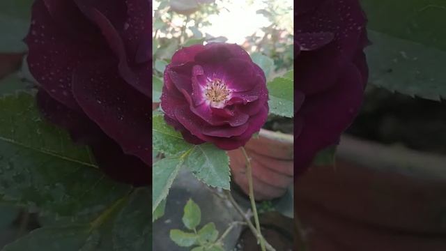 Rose Midnight Blue #gardening #rose #dehradun #plants #flower #midnightblue #bluerose