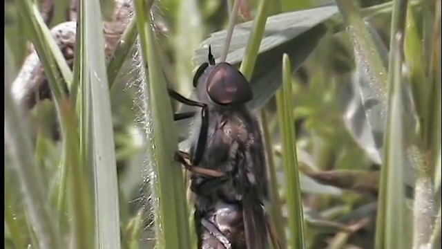 Овод или слепень смотреть онлайн