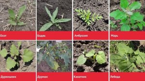 Говорят специалисты «Августа». Мортира®