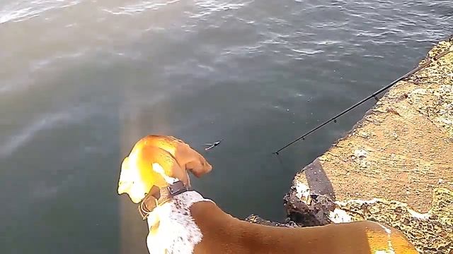 fishing dog Bracco Italiano смотреть онлайн