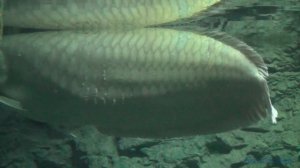 Big silver arowana 1.2 meter