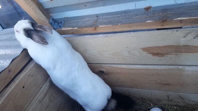 КРОЛИКИ#ЗАЙЧИКИ#ДАЧА#ДЕРЕВНЯ#??☀️???? смотреть онлайн