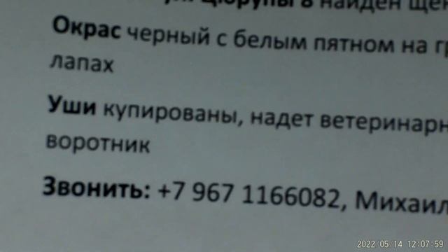 Доска объявлений о животных. Ветклиника Бемби май 2022 смотреть онлайн