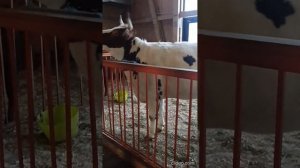 Давай запомним это лето - нам было хорошо. 😁. А в хлеву на ВДНХ жизнь продолжается своим чередо́м.