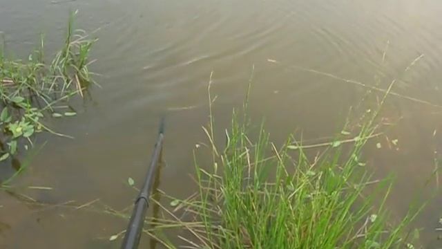 Карпа поймать всегда приятно! Платная рыбалка "Русский триал" Июль 2016 года смотреть онлайн