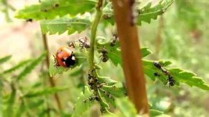 Божья коровка поедает тлю | Ladybug and aphid