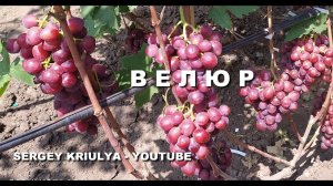 Виноград Велюр. Плодоношение привитого куста и саженцев второго года развития