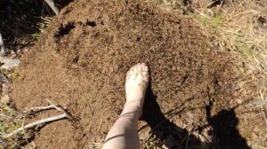 Муравьи ? в лесу - лучшие ? врачи. Болят руки, ноги или позвоночник? Идём ? к муравейнику! (Ants).