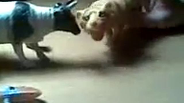 ЖИВОТНЫЕ. АТАКА ЗМЕИ. РОБОТ БИОНИКЛ ПРОТИВ ЗМЕИ. МУЛЬТИК смотреть онлайн