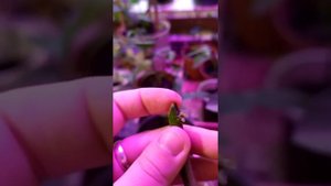 Укореняю лимон черенки в воде (начало видео 1)