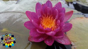 Нимфея  Nareerat (Нарират) кувшинка, waterlily, водные растения, пруд