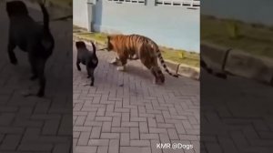 Ваш тигр не кусается? 🐅😂 ( видео про собак и тигров )