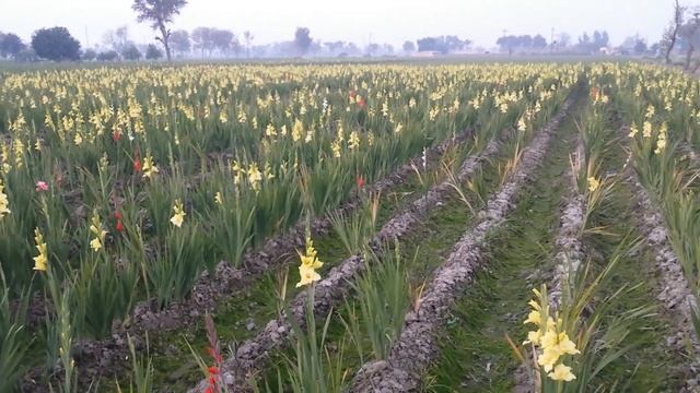 Gladiolus baby bulbs are ready now смотреть онлайн