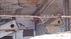 Корелла, Ожереловый попугай, Пенантовая розелла