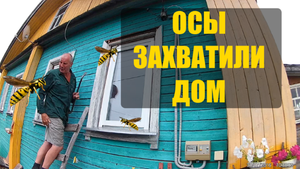 Осы сделали улей в доме. Пришлось применить химическое оружие.