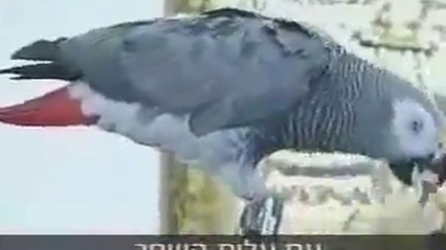 говорят животные Попугай человек смотреть онлайн