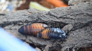 Мадагаскарские тараканы