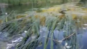 Рыбалка на реке Нара