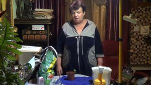 Бегония Вечноцветущая. КАК ВЫРАСТИТЬ БЕГОНИЮ ИЗ ЧЕРЕНКА