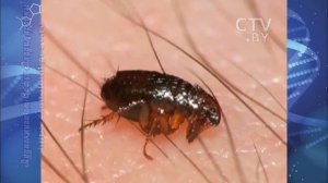 Биология 7 кл Пасечник §47 Многообразие насекомых